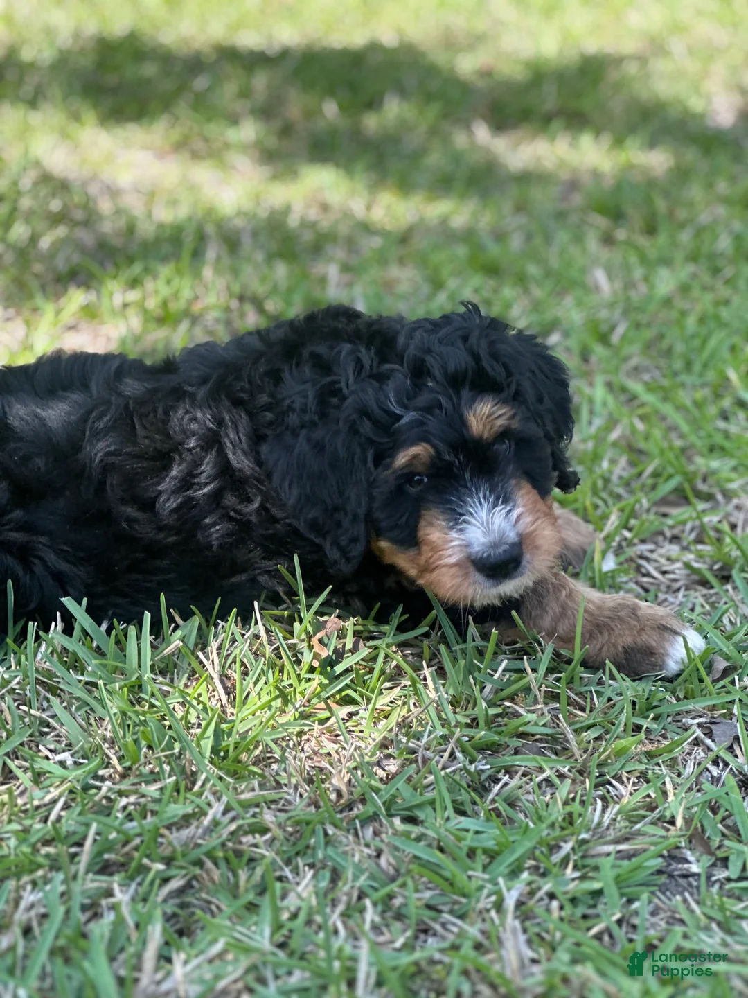 Bernedoodle dogs for sale: Oakley  - Ad 2
