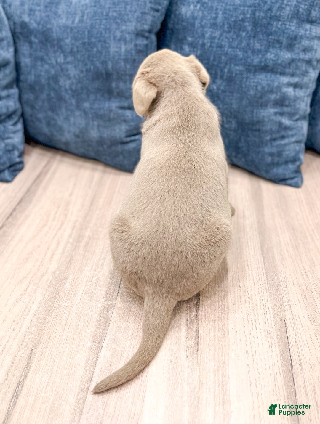 Labrador Retriever dogs for sale: Asher - Ad 5