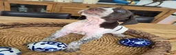 German Shorthaired Pointer dogs for sale: German Shorthaired Pointer 4 - Ad 4