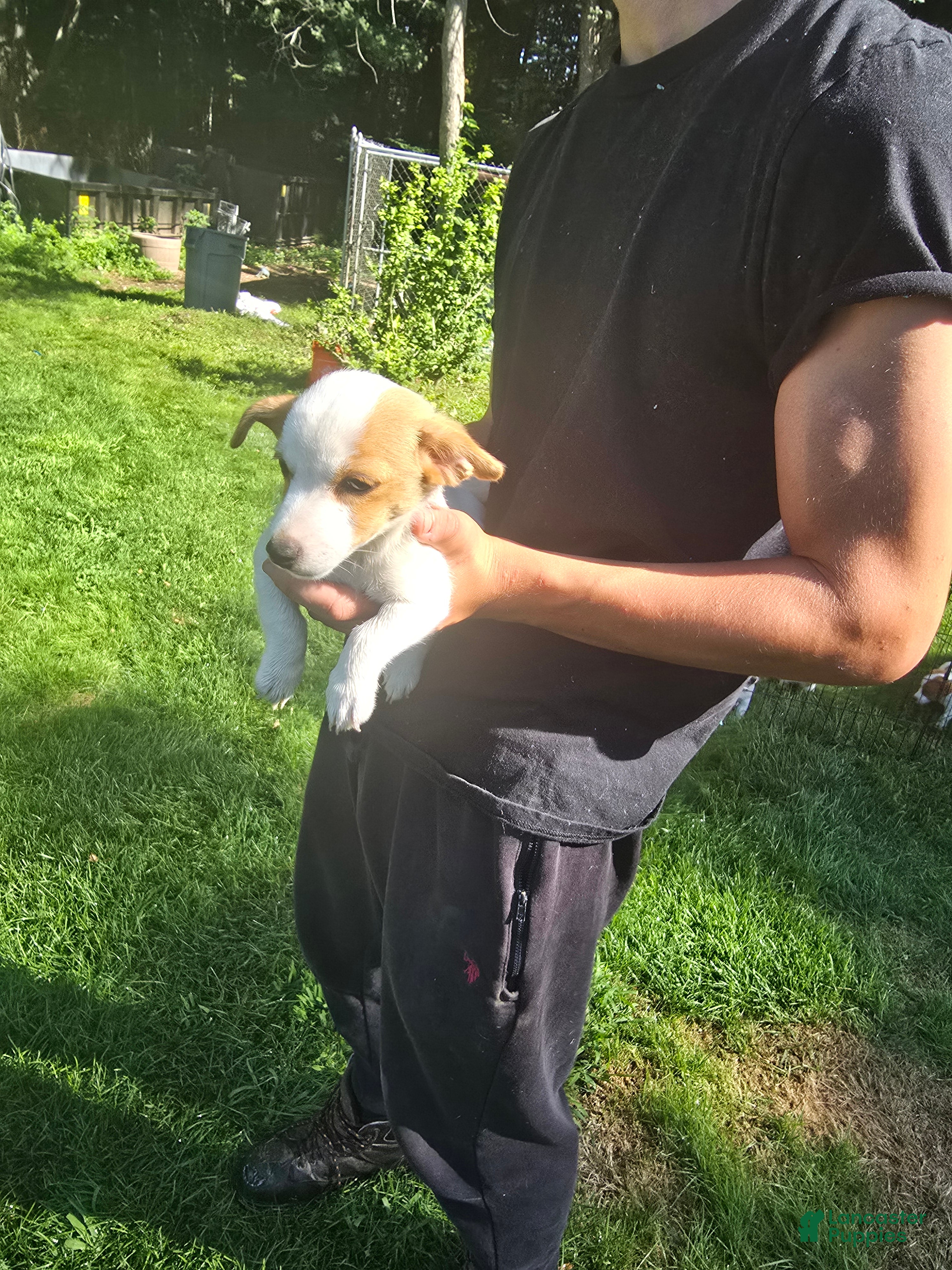 Jack Russell Terrier dogs Jack Russell Terrier 3 - Ad 1