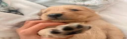 Golden Retriever dogs for sale: Golden Retriever 7 - Ad 7