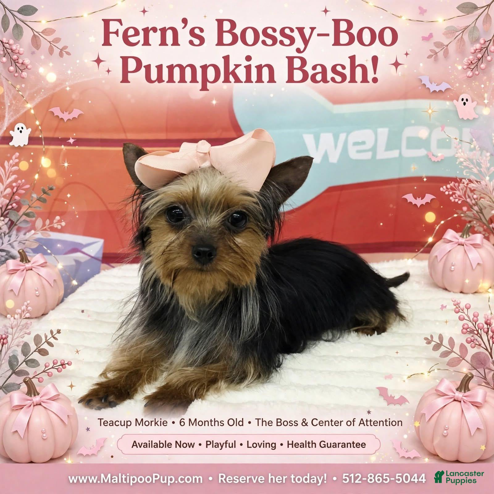 Morkie dogs Fern - Ad 13