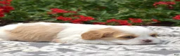 Mixed Breed dogs for sale: Blossom - Ad 5