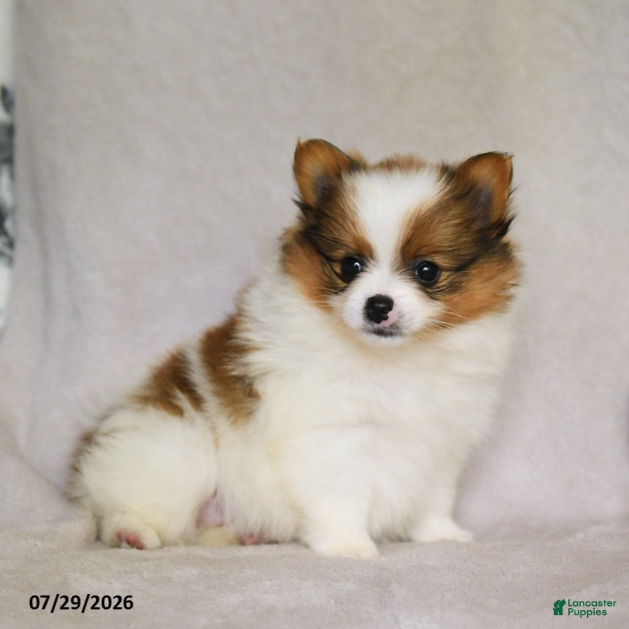 Pomeranian dogs Brittany - Ad 2