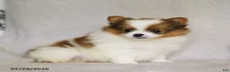 Pomeranian dogs for sale: Brittany - Ad 2