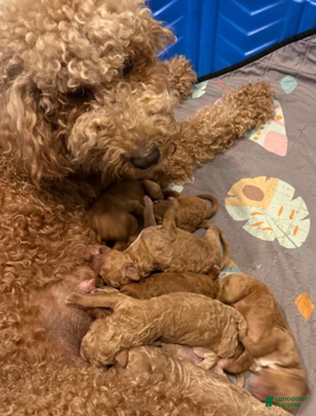 Goldendoodle dogs for sale: Male Green Collar(Hulk) - Ad 5