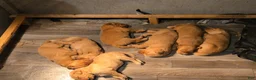 Golden Retriever dogs for sale: Golden Retriever 4 Merica - Ad 6