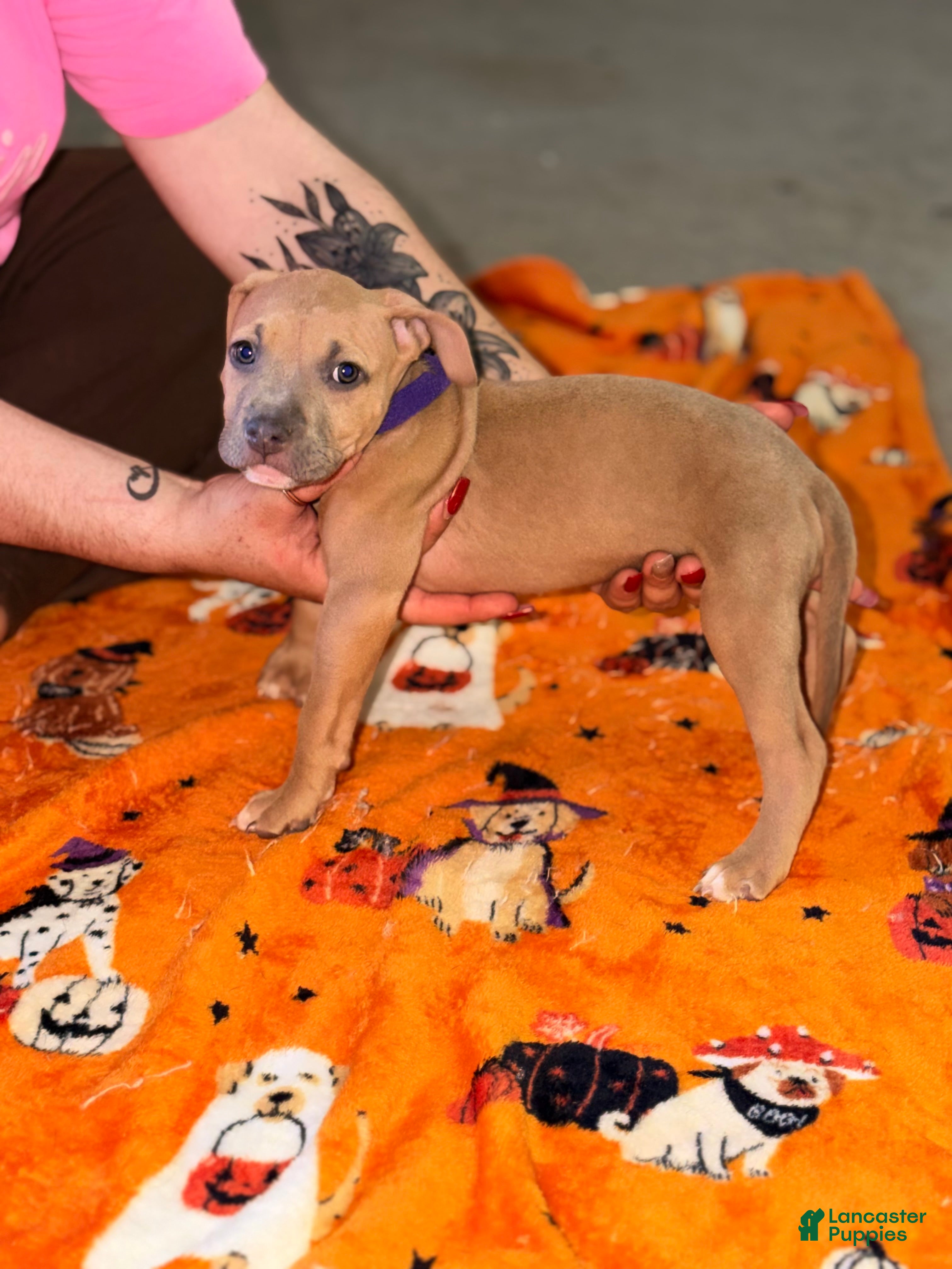 American Bully dogs for sale: American Bully 4 - Ad 19