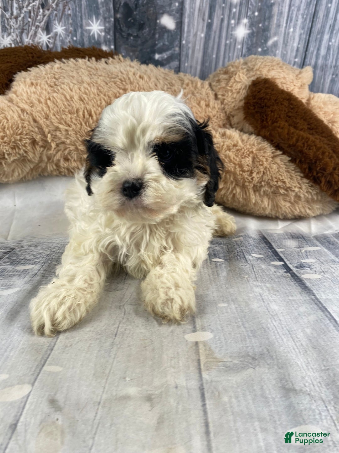 Cavapoo dogs for sale: Jovan - Ad 5