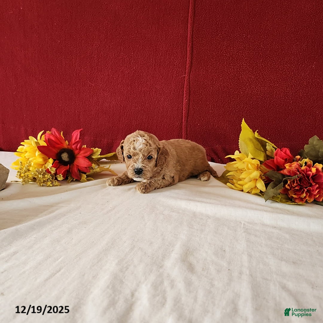 Cavapoo dogs for sale: Teo - Ad 2