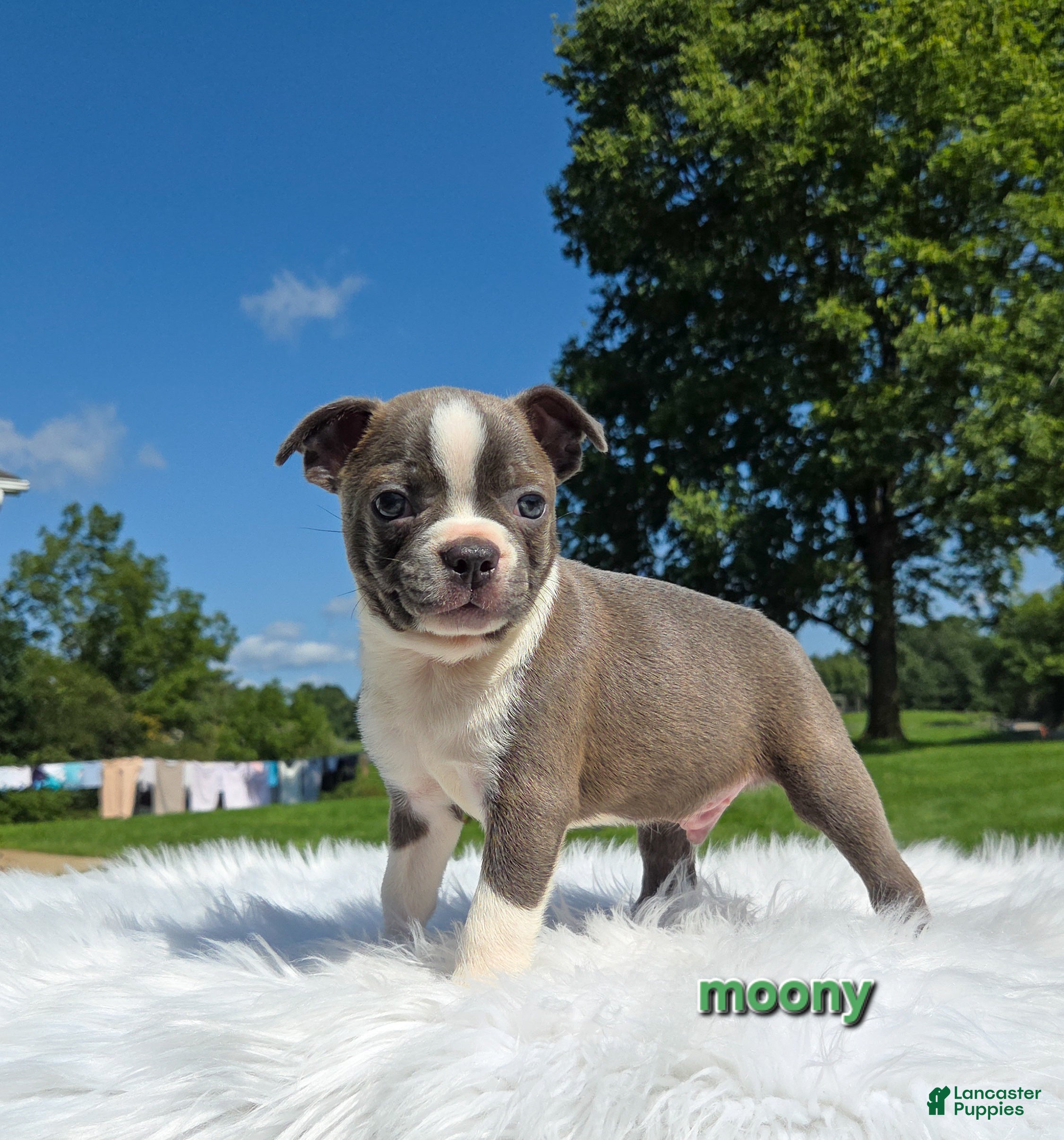 Boston Terrier dogs Moony - Ad 42
