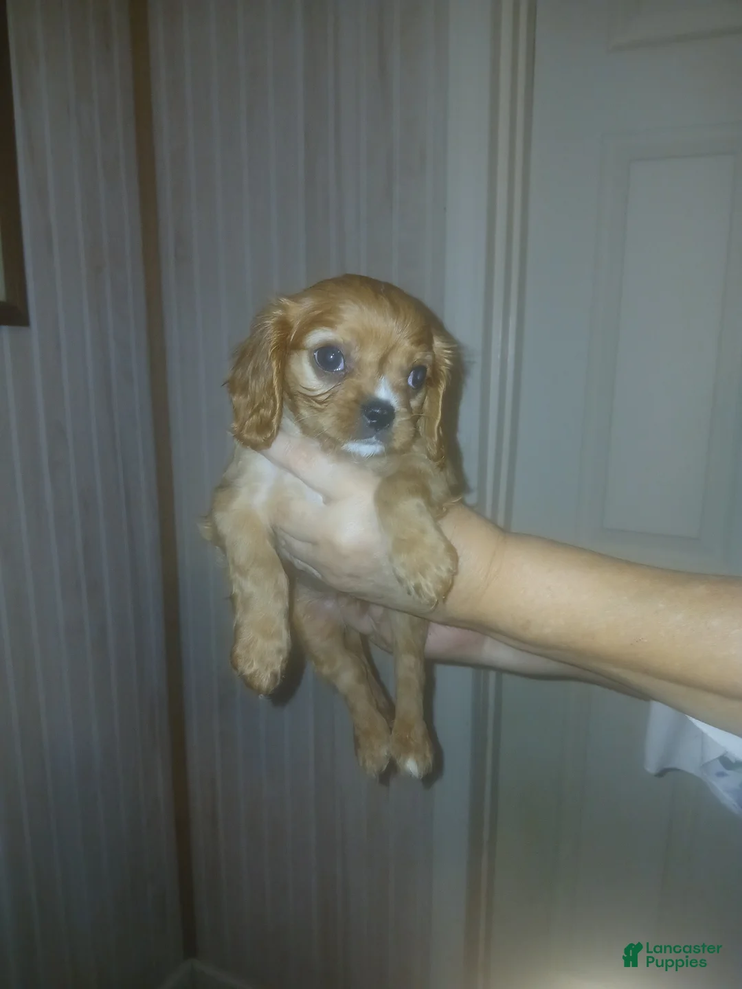 Cavalier King Charles Spaniel dogs for sale: Cavalier King Charles Spaniel Puppy 3 - Ad 3