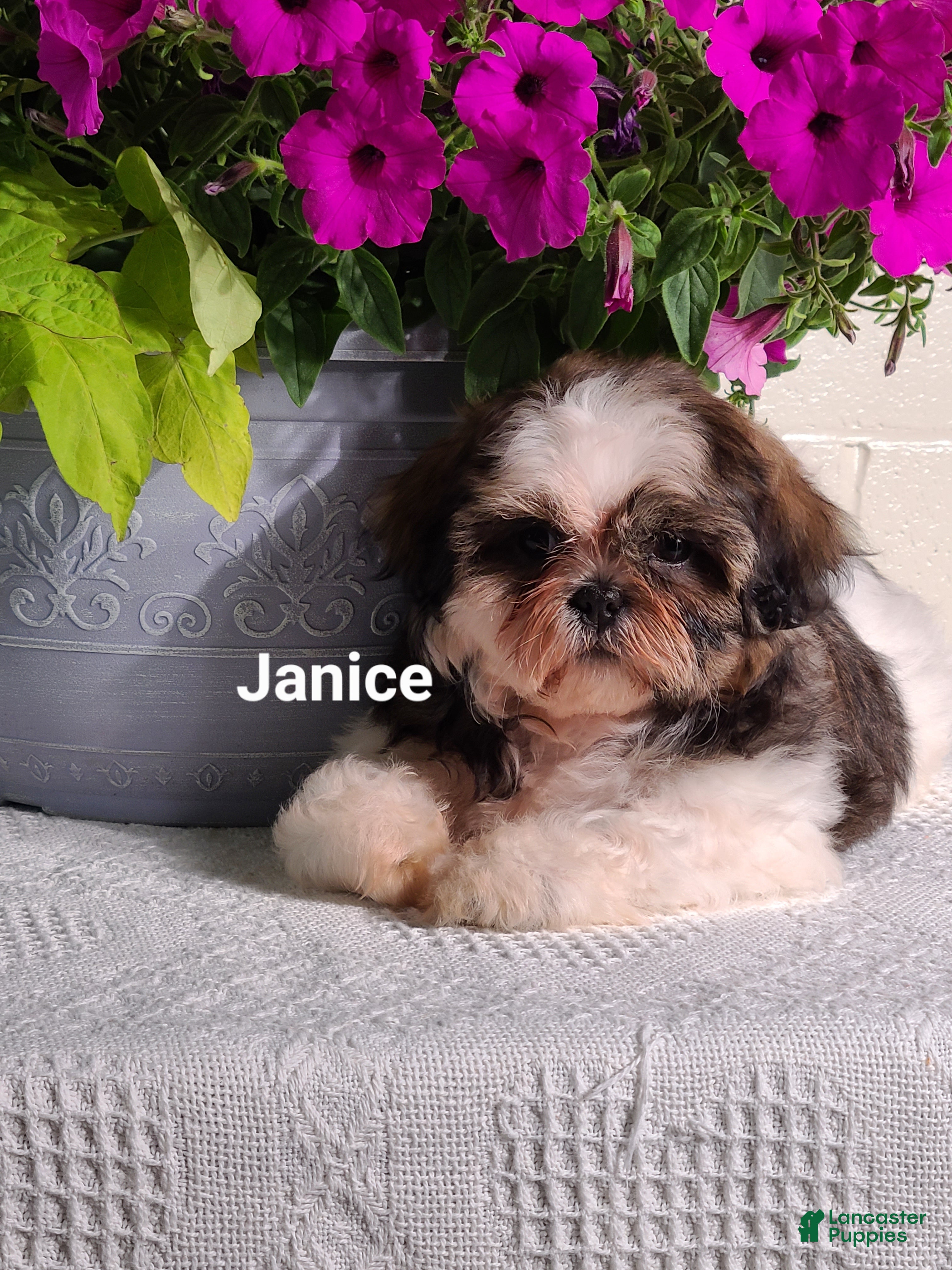 Shih Tzu dogs Janice  - Ad 1