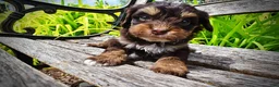Havapoo dogs for sale: Vixen - Ad 4