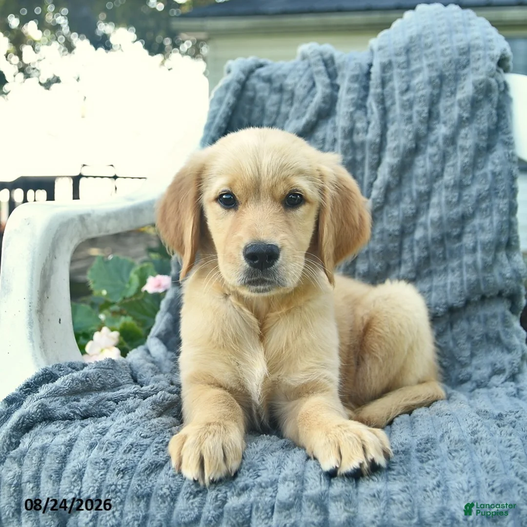 Golden Retriever dogs for sale: Autumn  - Ad 2