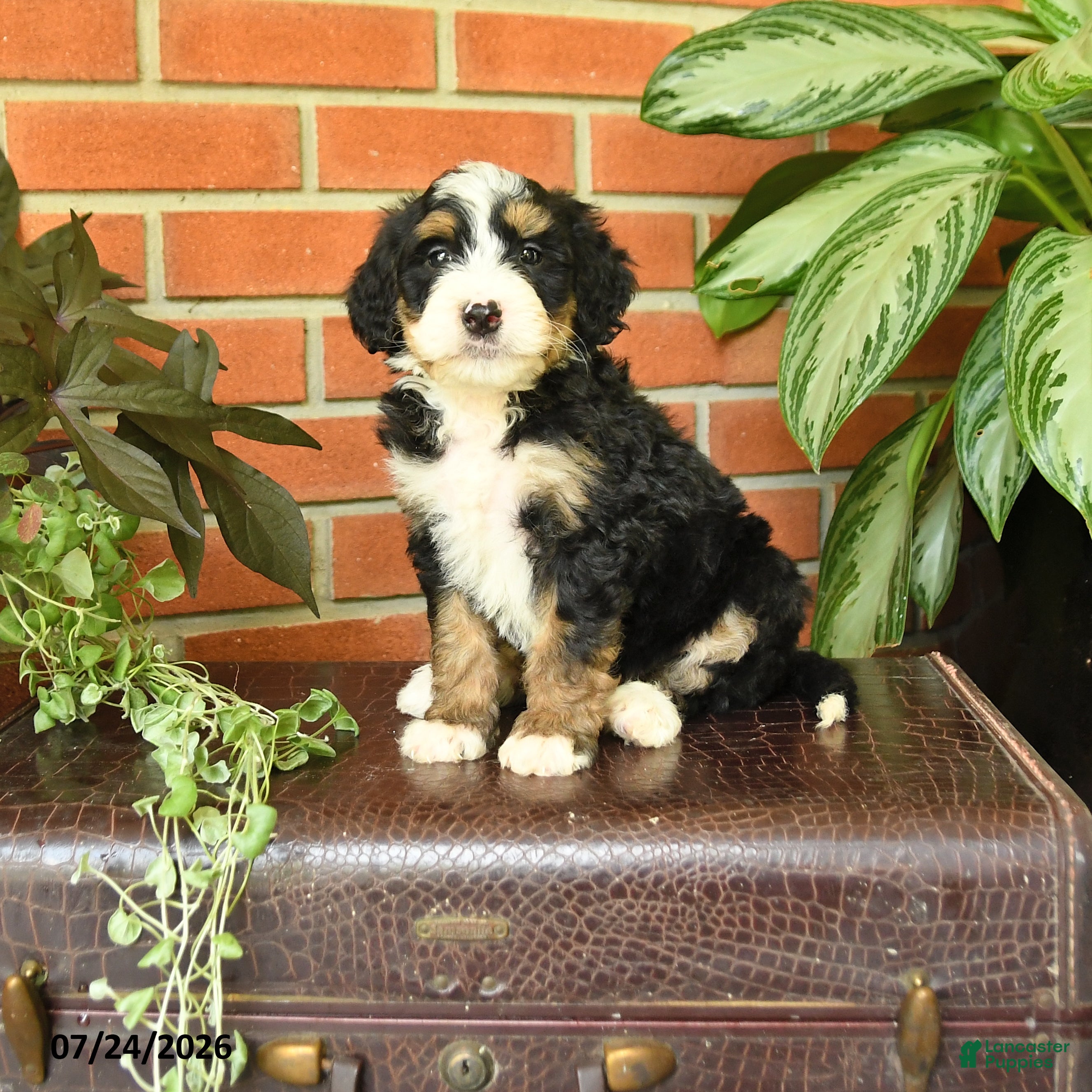 Bernedoodle dogs Jasper - Ad 1