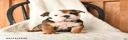 English Bulldog dogs for sale: Quinton - Ad 1