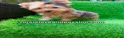 Yorkshire Terrier dogs for sale: Blue Merle male  - Ad 4