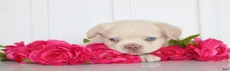 French Bulldog dogs for sale: Trevor - Ad 5
