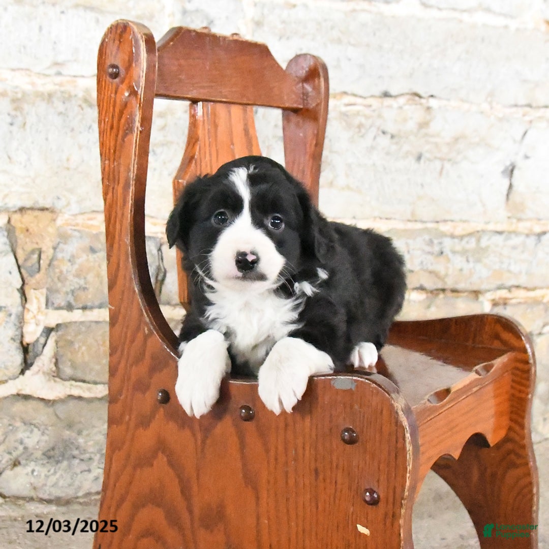 Mini Aussiedoodle dogs for sale: Cinnamon - Ad 2
