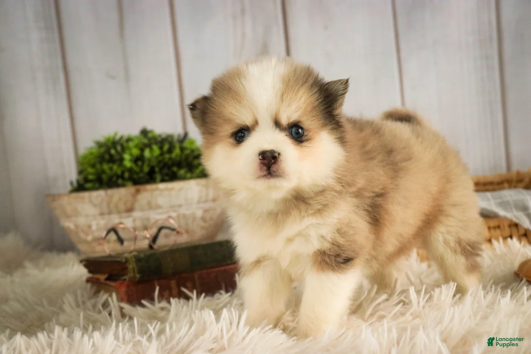 Pomsky dogs for sale: Sebastian - Ad 7