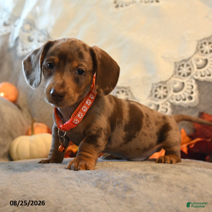 Dachshund dogs Pedro - Ad 2