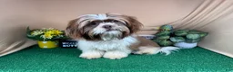 Shih Tzu dogs for sale: Shih Tzu 2 - Ad 1