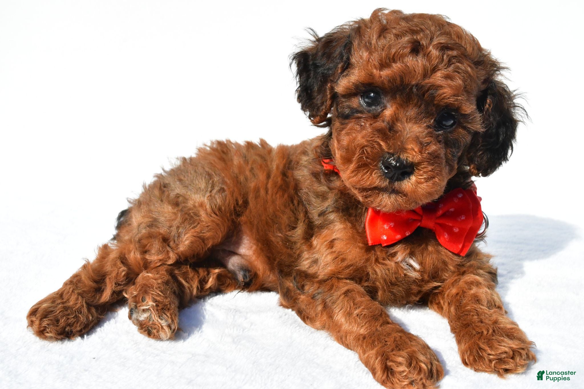 Toy Poodle dogs Peanut - Ad 1