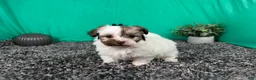 Havapoo dogs for sale: Havapoo 2 - Ad 3