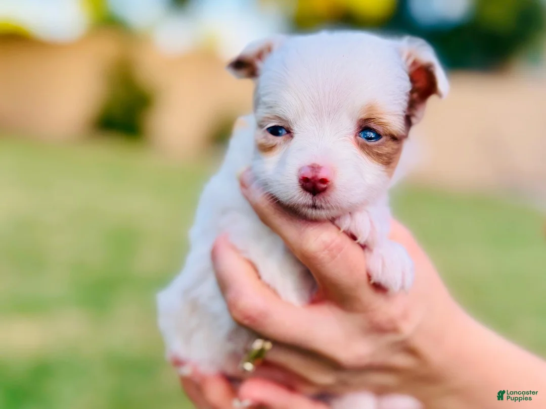 Toy Australian Shepherd dogs for sale: Daisy - Ad 2