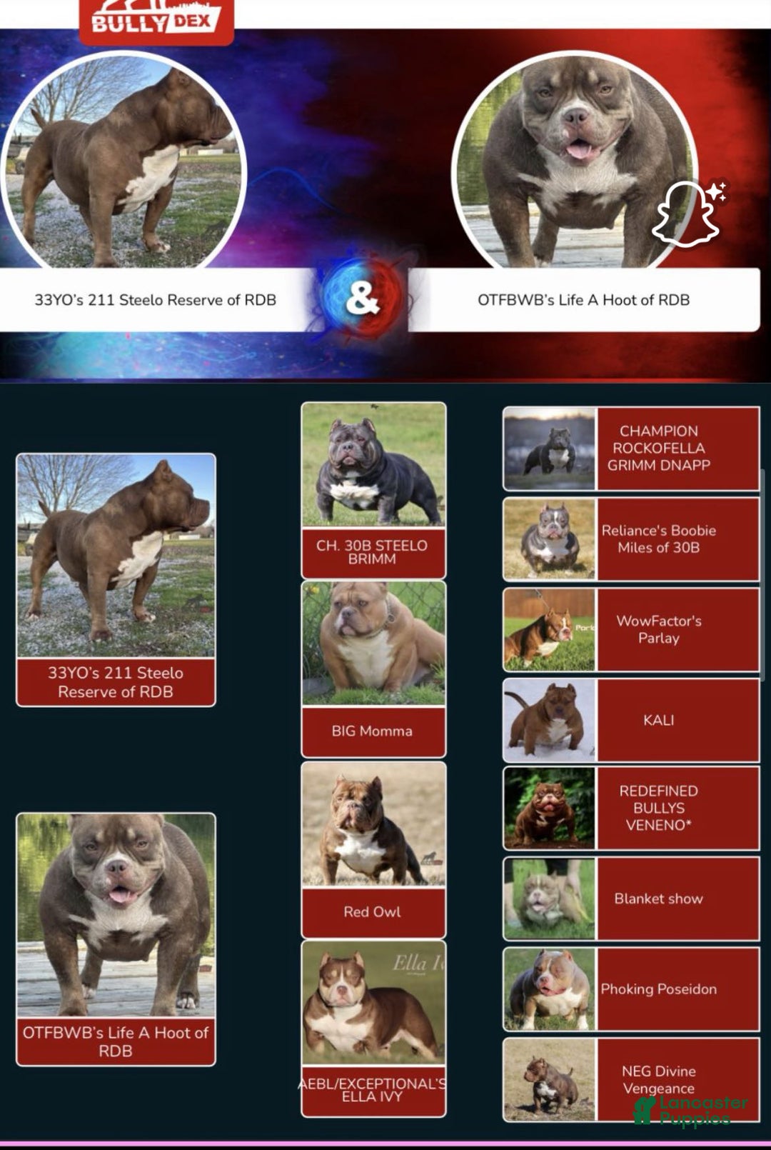 American Bully dogs for sale: Apollo - Ad 6