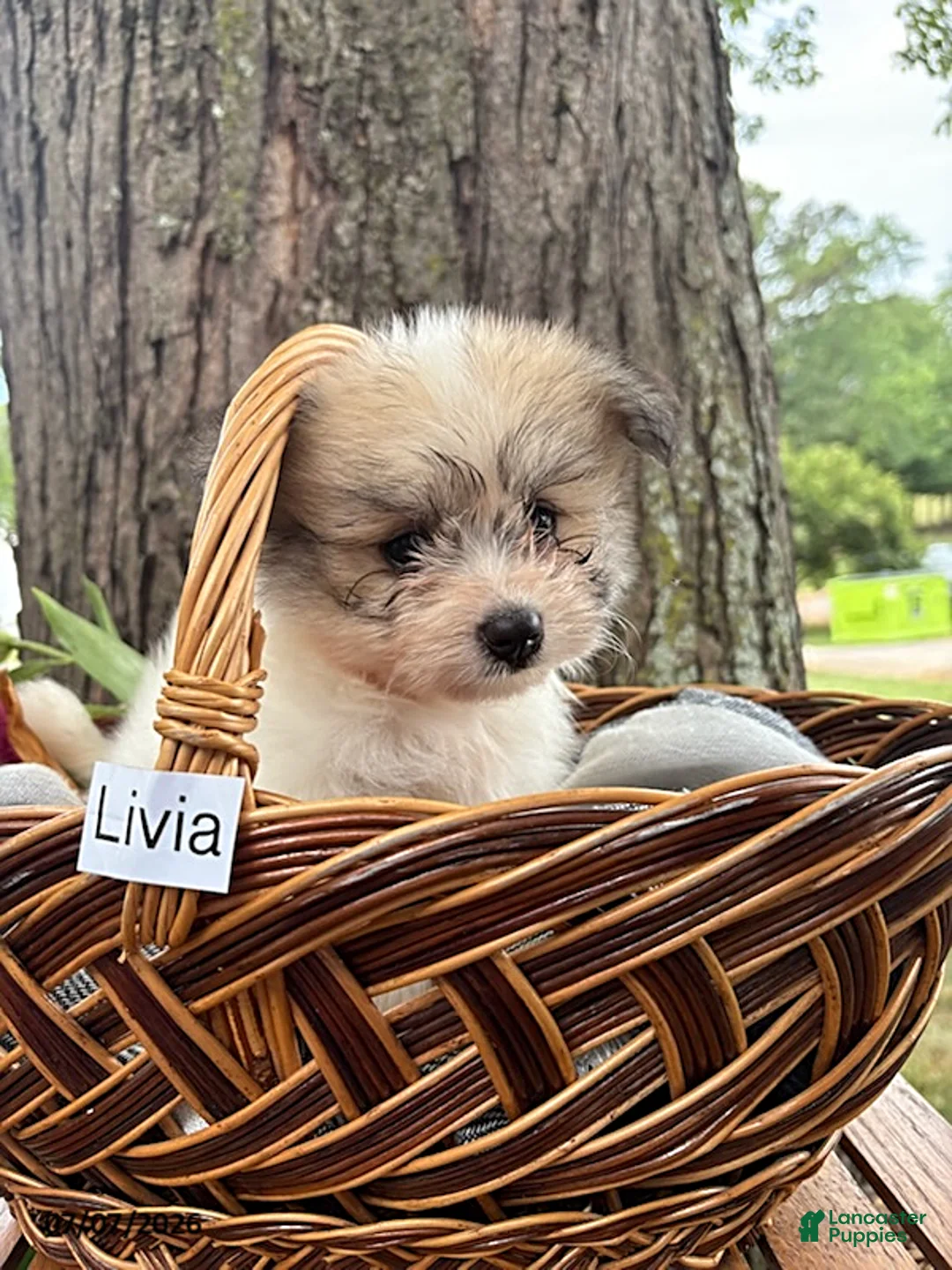 Mixed Breed dogs for sale: Livia - Ad 4