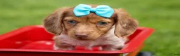 Miniature Dachshund dogs for sale: OLIVER - Ad 20