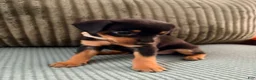 Miniature Pinscher dogs for sale: Luna - Ad 2