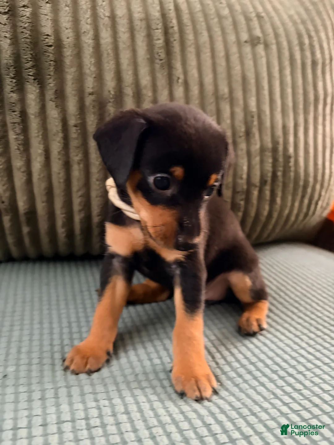 Miniature Pinscher dogs for sale: Luna - Ad 2