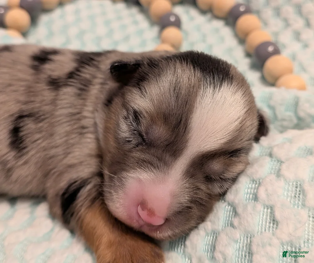 Toy Australian Shepherd dogs for sale: Toy Australian Shepherd 3 - Ad 1