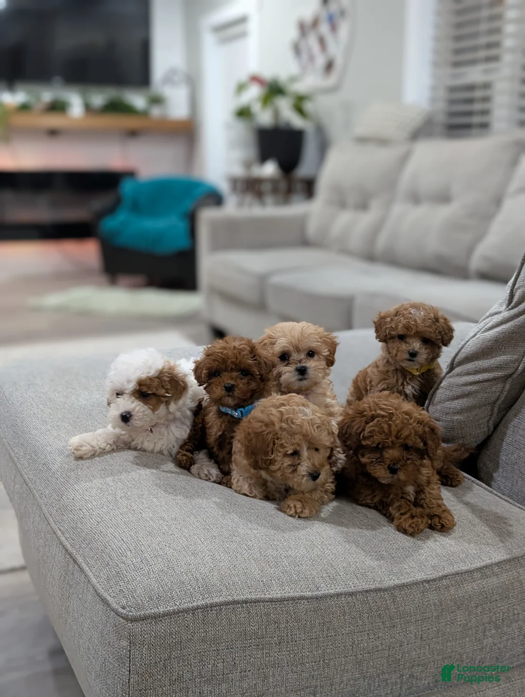 Shihpoo dogs for sale: Jessie - Ad 7