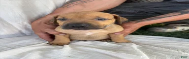 South African Boerboels Puppy 3