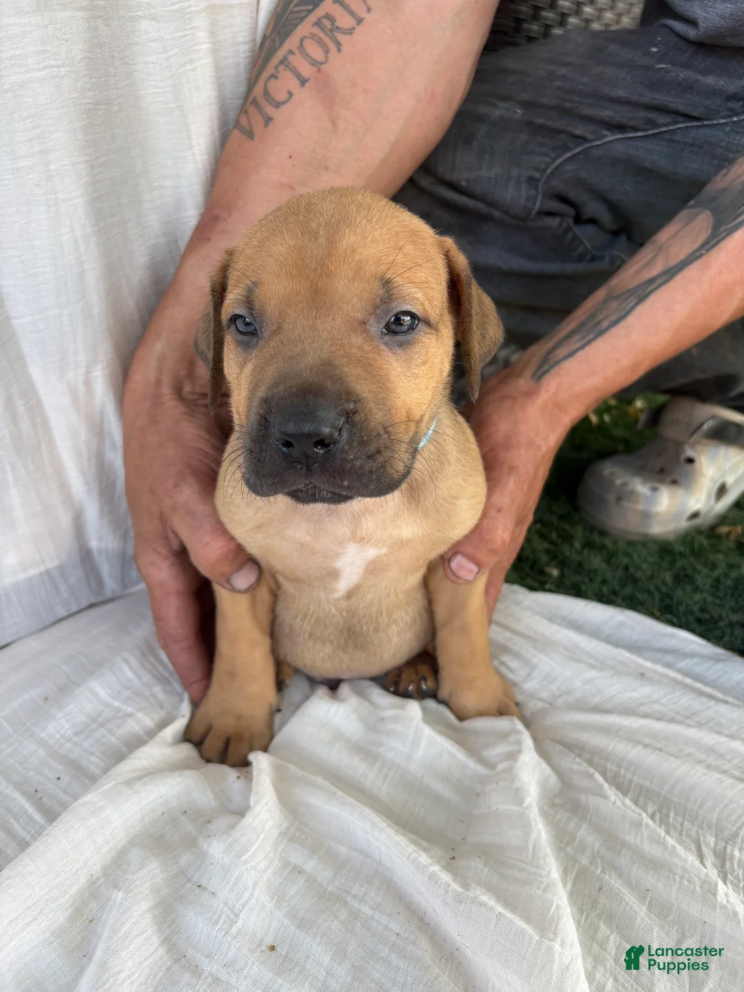 South African Boerboels dogs for sale: South African Boerboels Puppy 3 - Ad 1