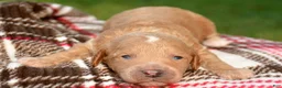 Cavapoo dogs for sale: Cain Cavapoo 1 - Ad 3