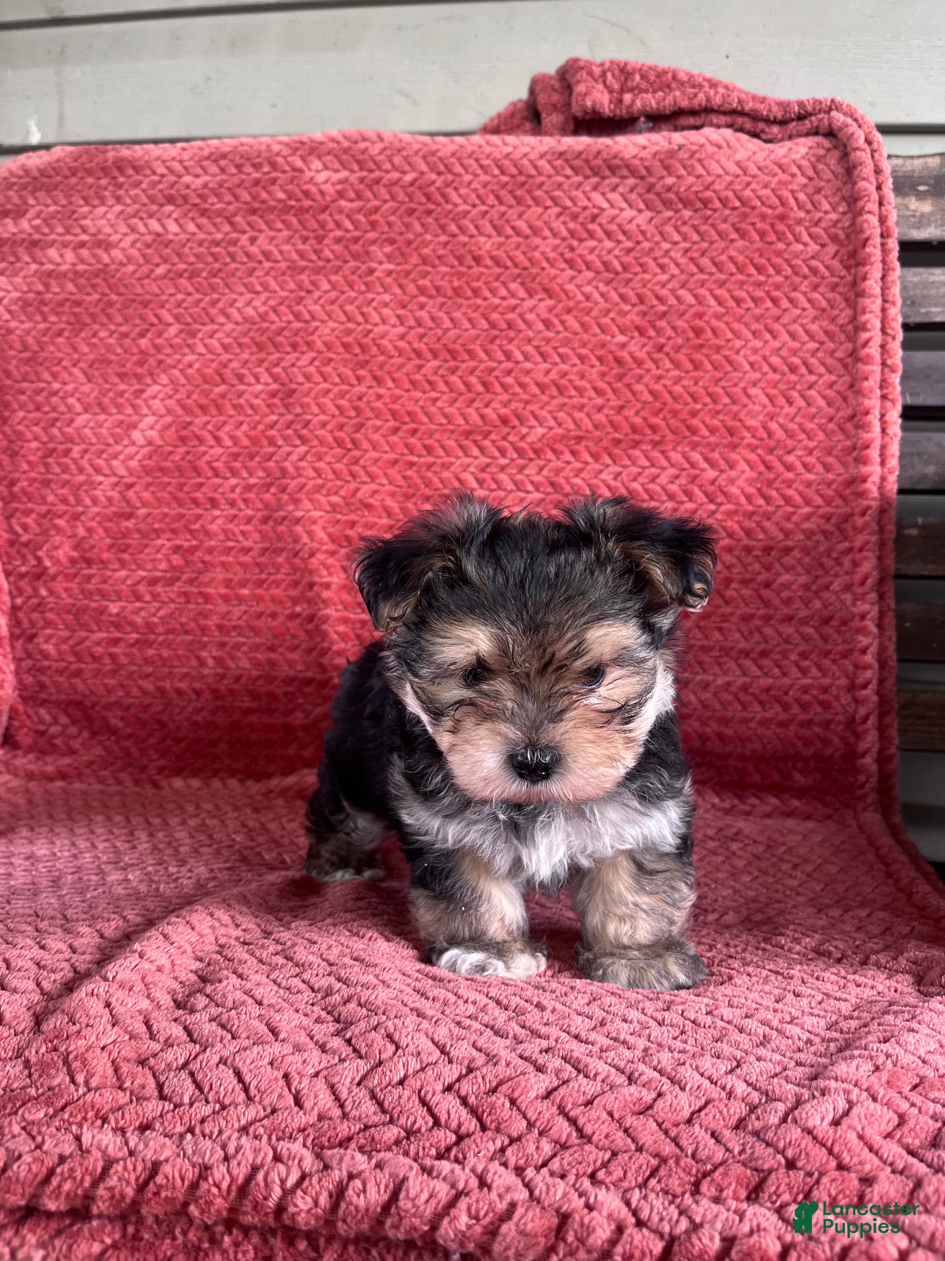 Morkie dogs Thor  - Ad 2