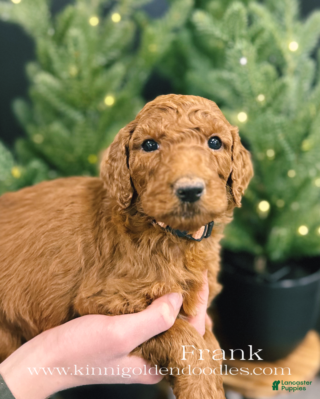 Goldendoodle dogs for sale: Goldendoodle Puppy 3 - Ad 1