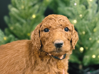 Goldendoodle dogs Goldendoodle Puppy 3 - Ad 36