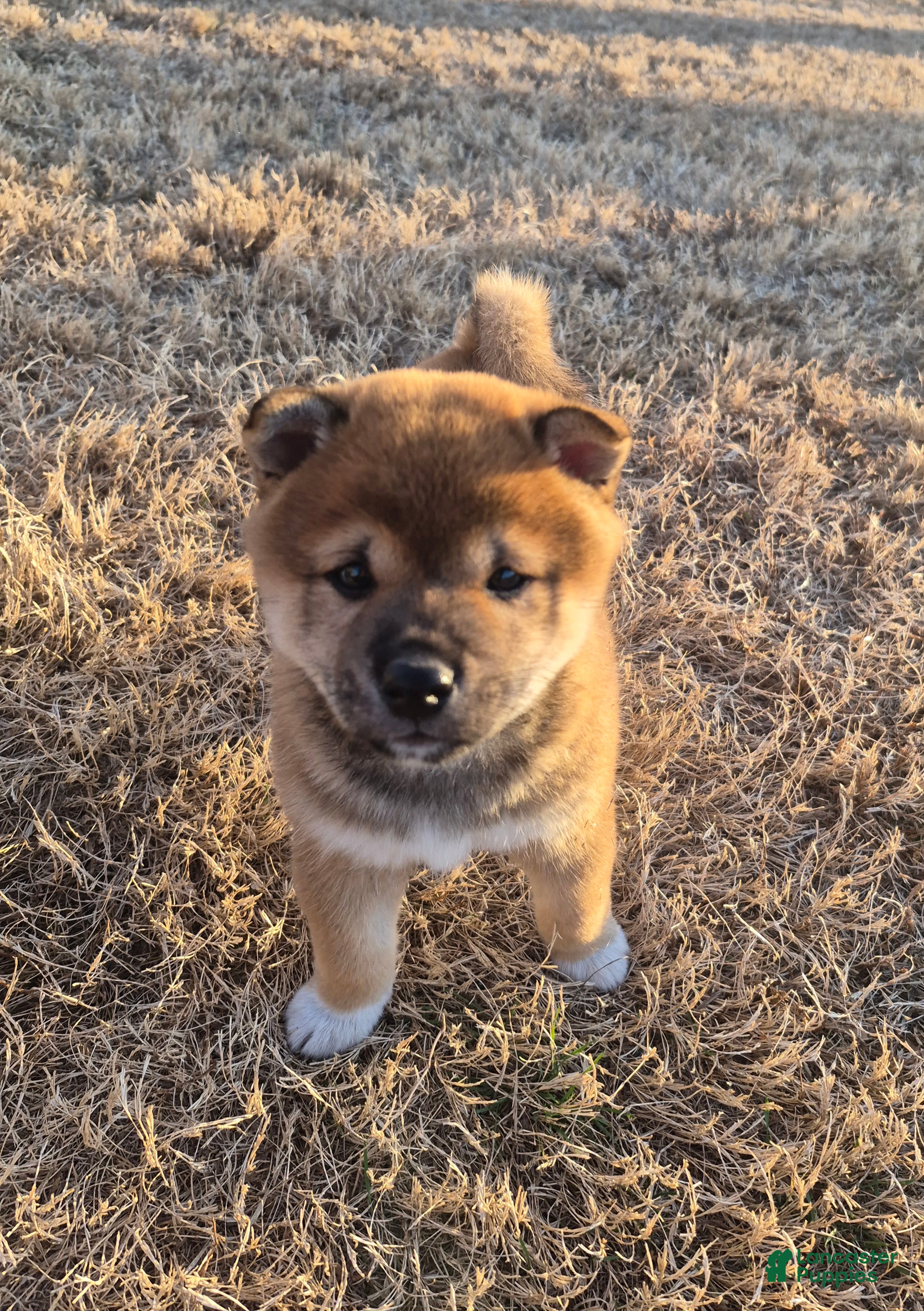 Shiba Inu dogs Leo - Ad 33