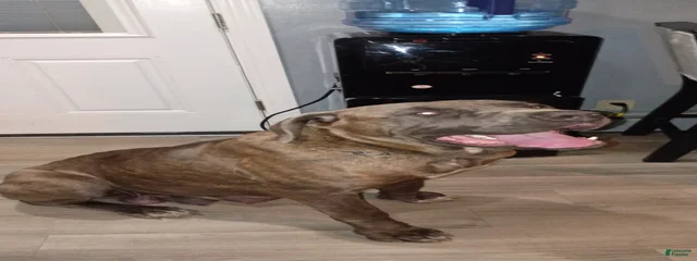 Nova
