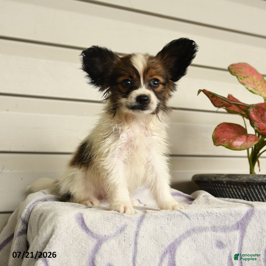 Papillon dogs Randol - Ad 1