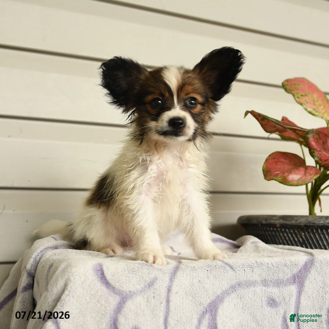 Papillon dogs for sale: Randol - Ad 1