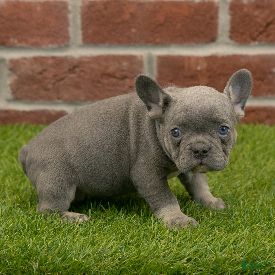 French Bulldog dogs for sale: Luna - Ad 4