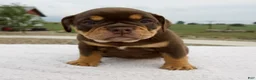 Beabull dogs for sale: Luna - Ad 1