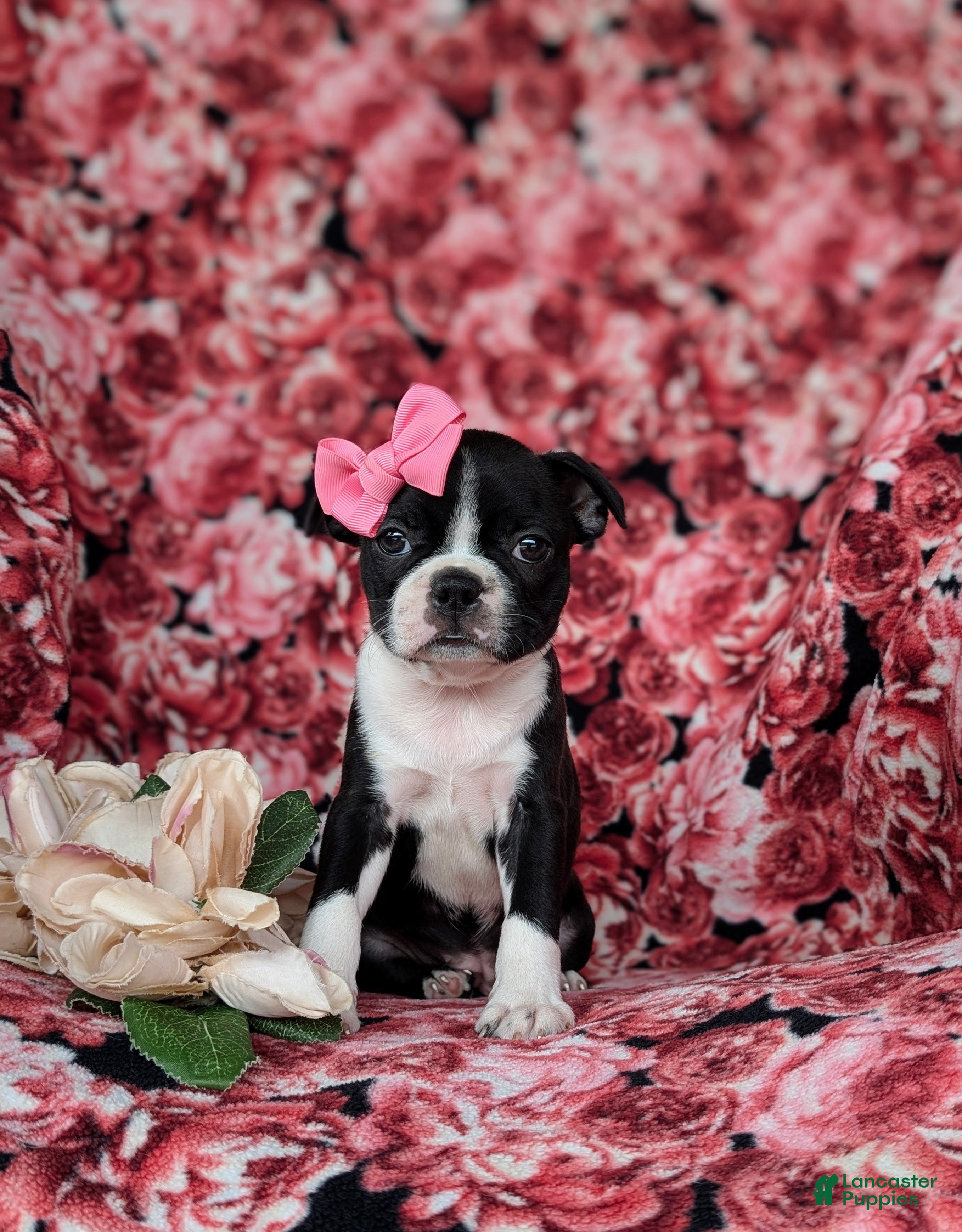 Boston Terrier dogs Elyce - Ad 1